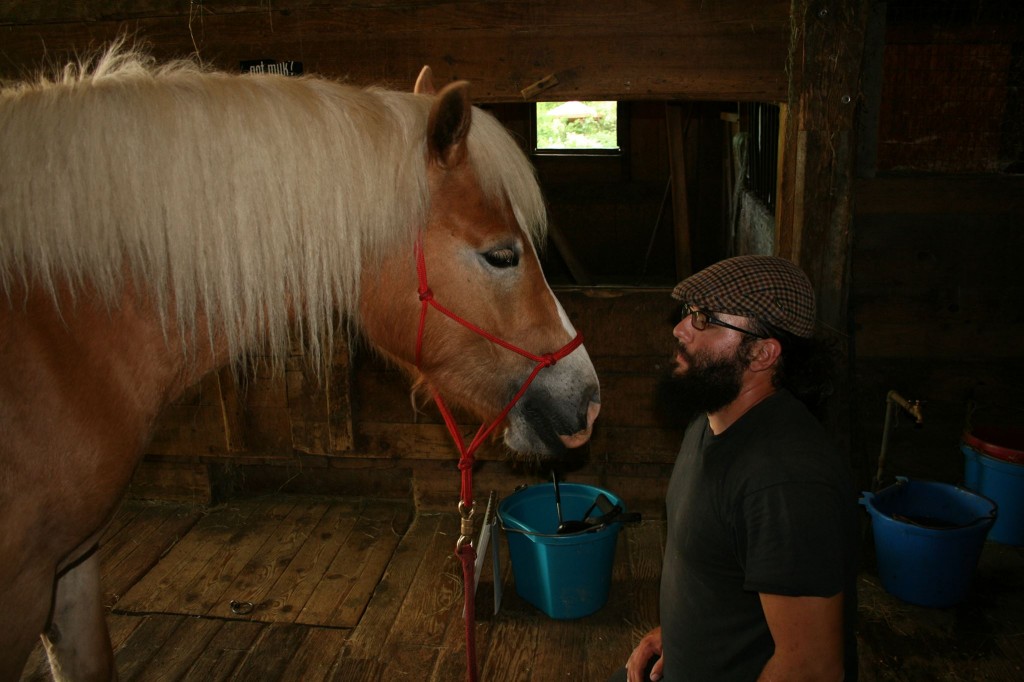 Horse facing Equine Dentist